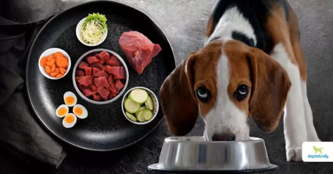 Xoay vòng thức ăn cho chó: Tại sao chó cần ăn đa dạng?