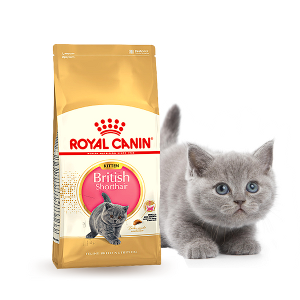 Thức ăn cho mèo Anh lông ngắn Royal Canin British Shorthair Kitten 400g