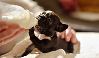 Sữa bột cho chó con Royal Canin Baby Dog Milk 400g