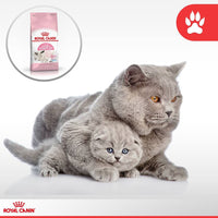 Thức ăn hạt cho mèo mang thai và mèo con Royal Canin Mother & Babycat 400g