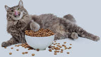 Thức ăn hạt cho mèo trưởng thành Catsrang Adult 400g